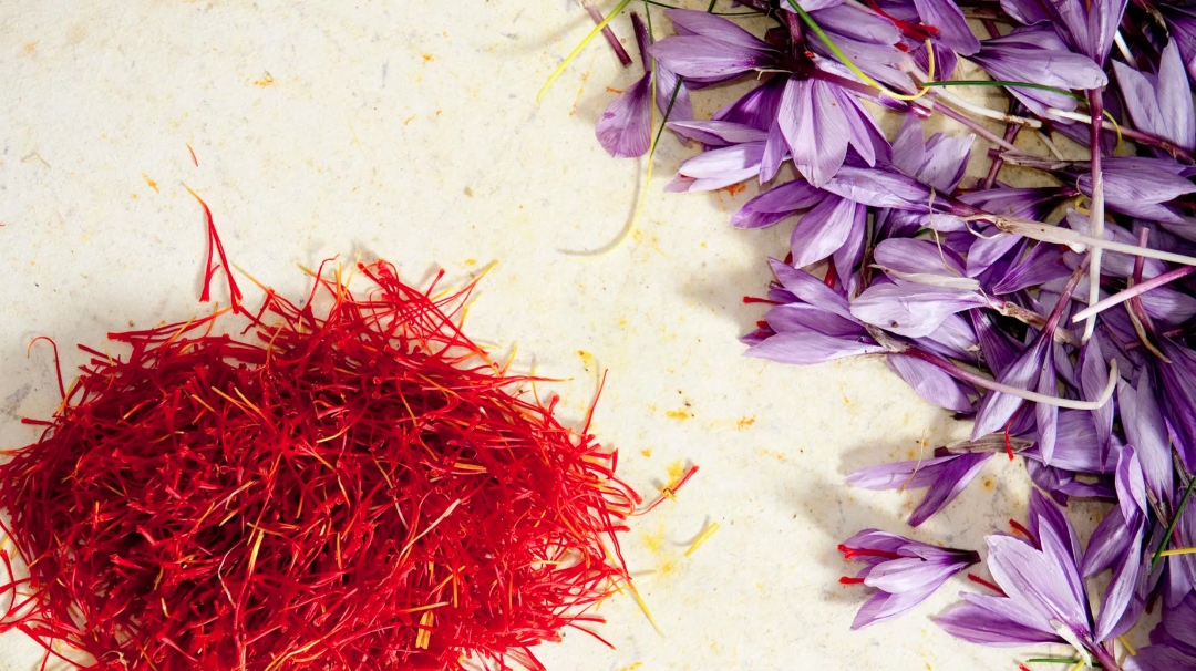 Cận cảnh thu hoạch "vàng đỏ" saffron - gia vị đắt nhất thế giới